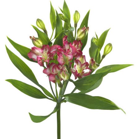 Alstroemeria Tresor