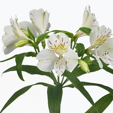 Alstroemeria Villa Massa