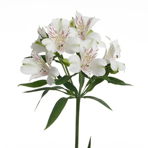 Alstroemeria Virgin Queen