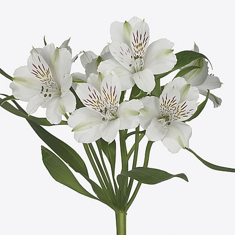 Alstroemeria virginia
