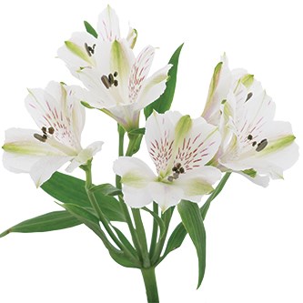 Alstroemeria Virginia 80cm | Wholesale Dutch Flowers & Florist Supplies UK