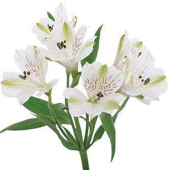 Alstroemeria Virginia