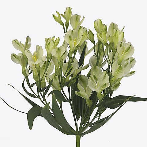 Alstroemeria White Pearls
