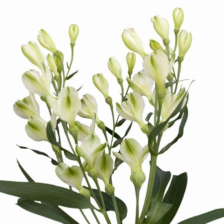 Alstroemeria White Pearls