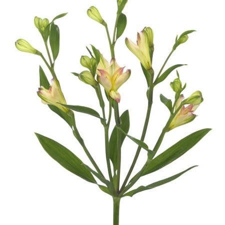 Alstroemeria Yucatan
