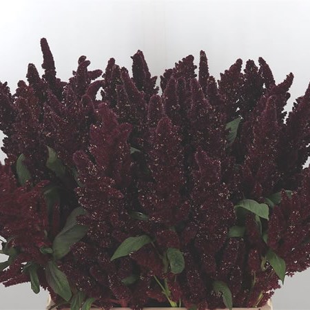 Amaranthus Biological