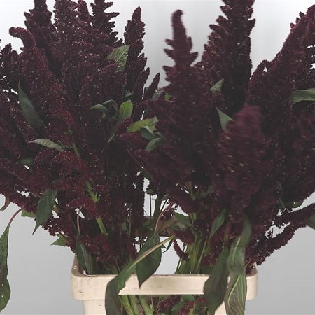 Amaranthus Biological