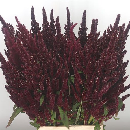 Amaranthus Biological (Extra)