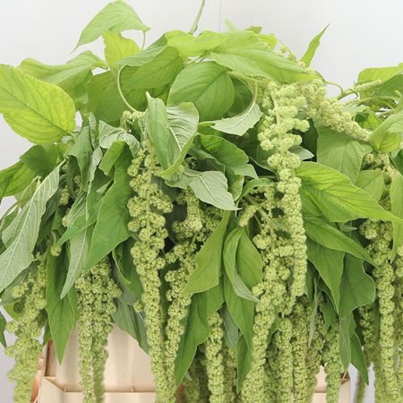 Amaranthus Bob Marley Green