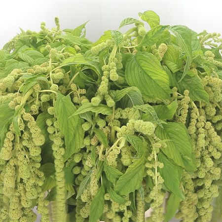 Amaranthus Bob Marley Green