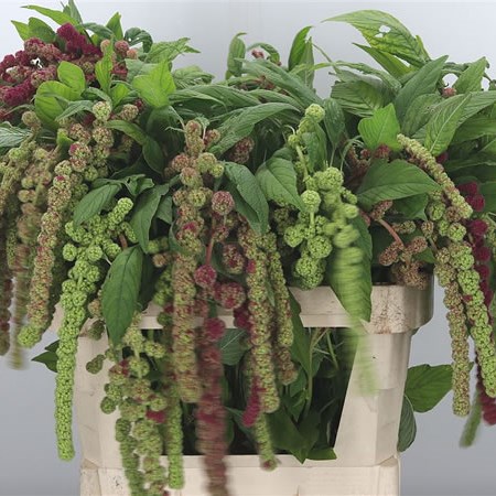 Amaranthus Caudatus Green/Red