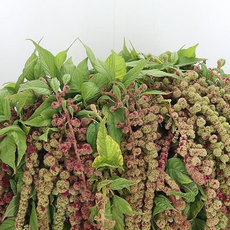 Amaranthus Caudatus Green/Red