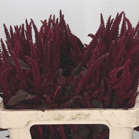 Amaranthus Cruen Velvet