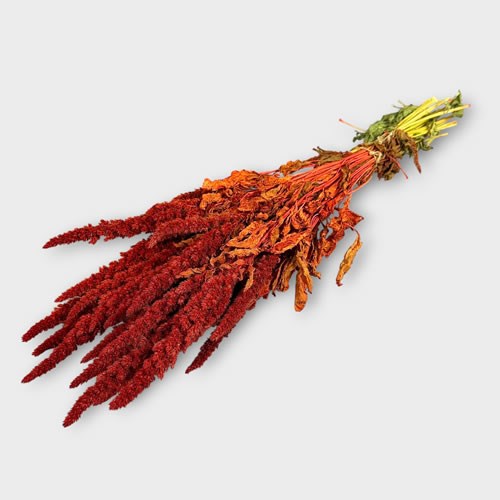 Amaranthus Orange (Dried)