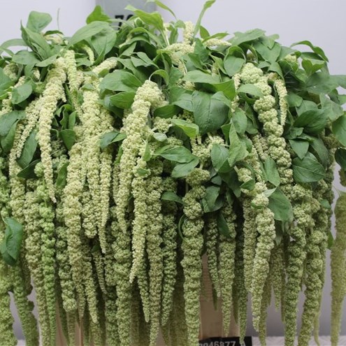 Amaranthus Green Cordyline