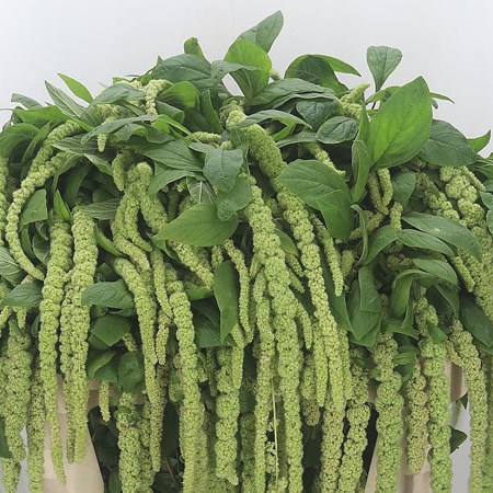 Amaranthus Green Hanging