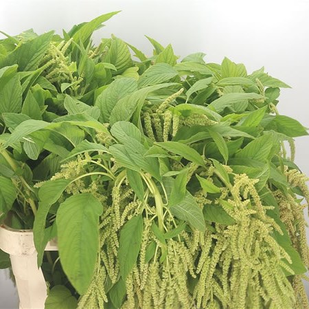 Amaranthus Green Hanging (Fine)