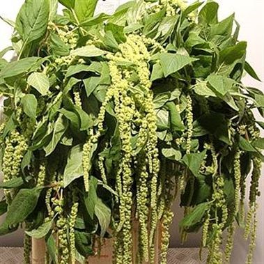 Amaranthus Green Pearls