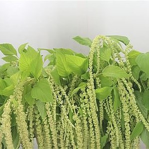 Amaranthus Green Pearls