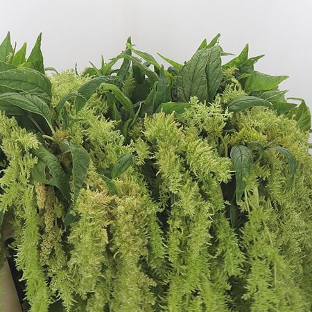 Amaranthus Green Spider