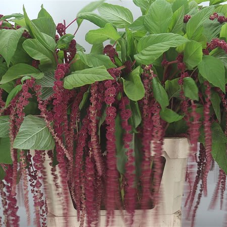 Amaranthus Hanging Red