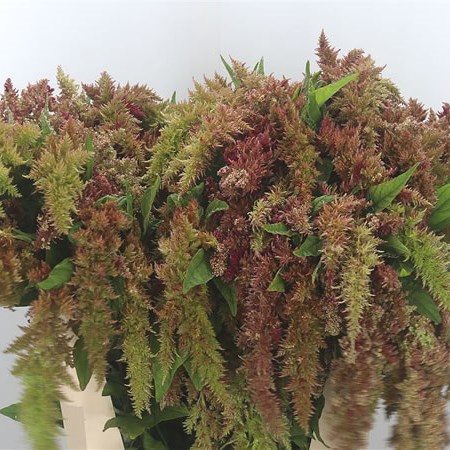 Amaranthus Magic Spider