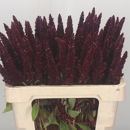 Amaranthus Pygmy Torch