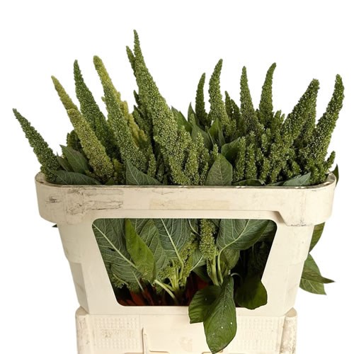 Amaranthus Qis Green Tower