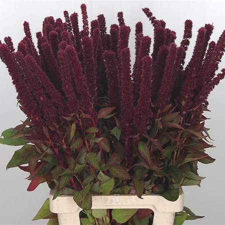 Amaranthus Red Cathedral (Extra)