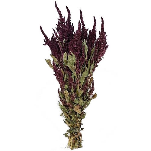 Amaranthus Red - Dried