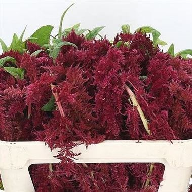 Amaranthus Red Spider