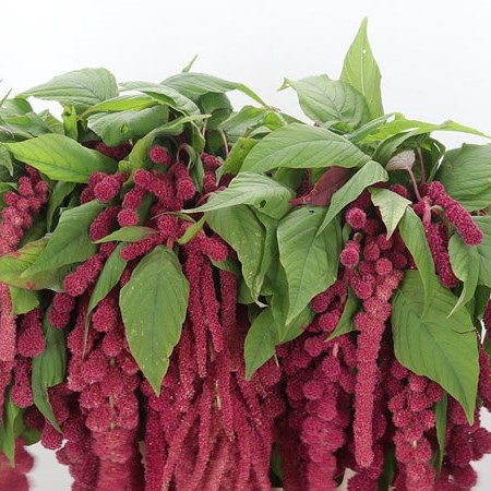 Amaranthus Rosary