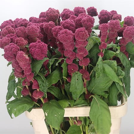 Amaranthus Upright Rosary Red