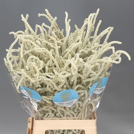 Amaranthus Yearming Desert