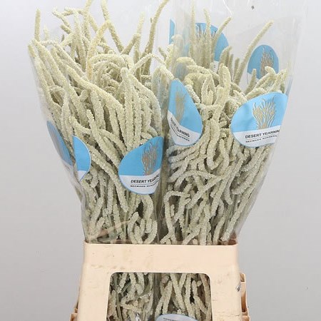 Amaranthus Yearming Desert Cream