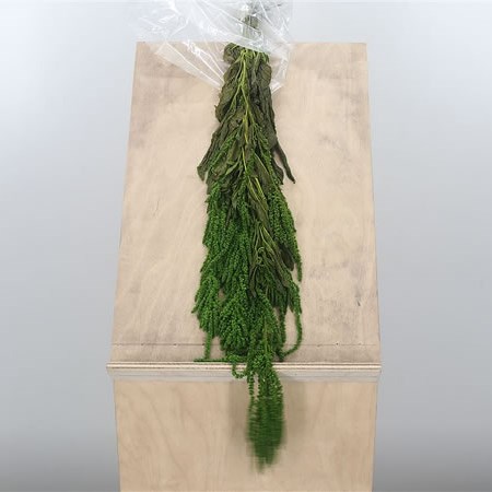 Amaranthus Green Preserved