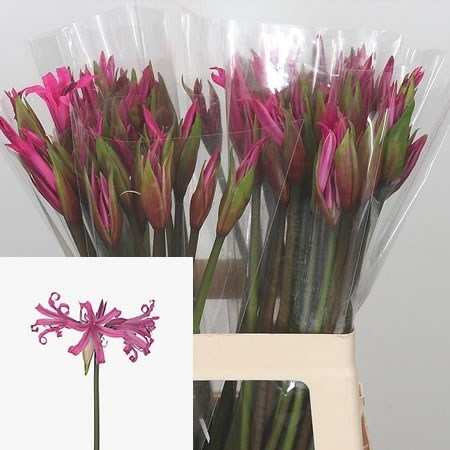 Nerine Bella Diva Anastasia