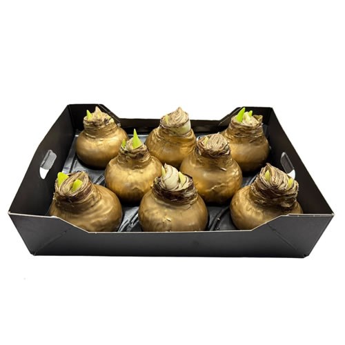 Amaryllis Bulbs - Waxed Metallic Gold