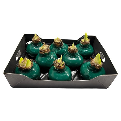Amaryllis Bulbs - Waxed Pine Green