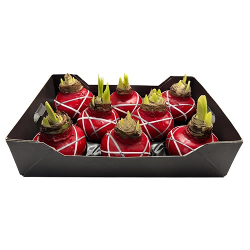 Amaryllis Bulbs - Waxed Red  & Striped