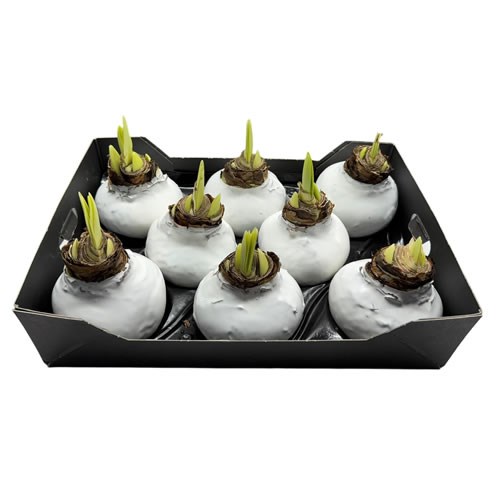 Amaryllis Bulbs - Waxed White