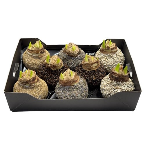 Amaryllis Bulbs - Waxed & Mixed Sand