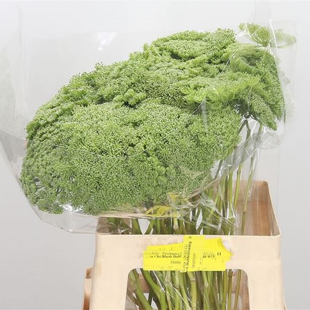 Ammi Majus Visnaga