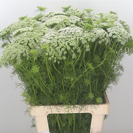 Ammi Majus Visnaga