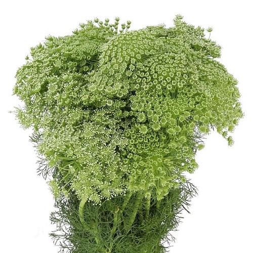 Ammi Majus Visnaga