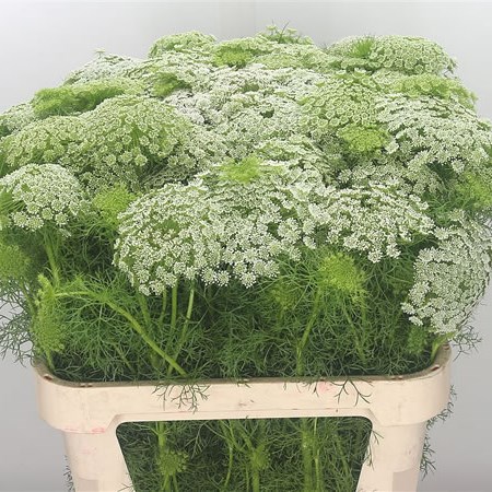 Ammi Majus Visnaga