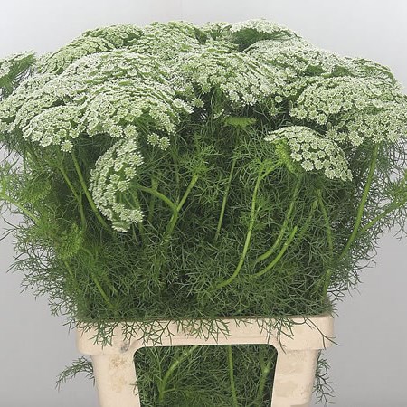 Ammi Majus Visnaga (Extra)