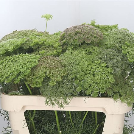 Ammi Majus Visnaga (In Seed)