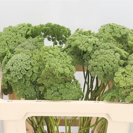 Ammi Majus Visnaga (in seed)