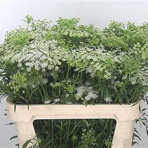 Ammi Majus White